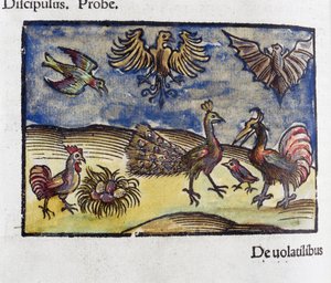 Naturhistorie, 1500-tallets zoologi: fugle og flagermus af Unbekannt