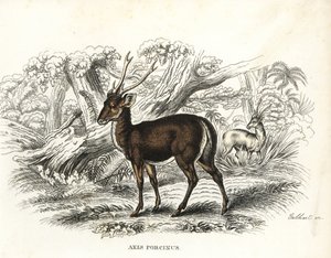 Svinehjort, Axis porcinus, udryddelsestruet. Håndkoloreret litografi af Gebhart fra Georg Friedrich Treitschkes naturhistoriske galleri, Naturhistorischer Bildersaal des Thierreiches, Liepzig-1842. af Unbekannter Künstler