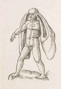 Homo fanesius auritus af Unbekannt