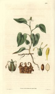 Houttuynia har hvide blomster, med detaljer af frugter, pistil og etaminer. Varieteten er hjemmehørende i Asien. Illustration af Wiliam Jackson Hooker (1785-1865), britisk botaniker og forfatter, professor ved University of Glasgow (Skotland) og redaktør a af Unbekannter Künstler