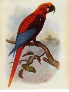 Illustration/Ara grossei/Jamaicansk papegøje af Unbekannt