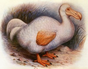 Illustration/Didus solitarius/White Dodo of the Reunion/Solitaire af Unbekannt