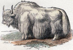 Illustration til "Alfabetet Buffon" af Unbekannter Künstler