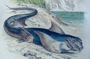 Illustration af en kimær (Hydrolagus colliei) af Unbekannter Künstler