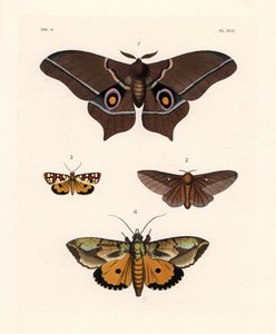 Imbrasia epimethea (Saturnia epimethea) 1, rosastribet egevikler, Anisota virginiensis (Dryocampa virginiensis) 2, Crameria aegocera (Aegocera amabilis) 3, og Eudocima materna (Triphaena materna) 4. Håndkoloreret litografi fra John O. Westwood