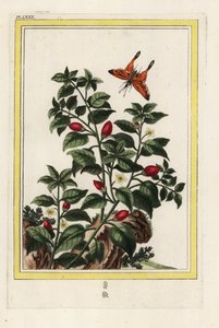 Indien Peber. Peber, Capsicum annuum. Håndkoloreret ætsning fra Pierre Joseph Buchoz 