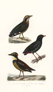 Indisk pitta, hætte pitta og Javan banded pitta. af Unbekannter Künstler
