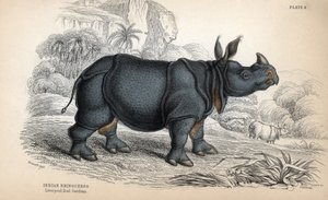 Indisk næsehorn (Rhinoceros unicornis eller indicus), truet dyreart. Kobberstik af William Lizars, baseret på en tegning af James Stewart, udgivet i Naturalist Library: mammals, pachyderms and quadrupedes with fine skin, redigeret af W. H. Lizar. af Unbekannter Künstler