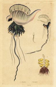 Indo-Pacific portugisisk krigsmand, Physalia utriculus 1, Azorerne krigsmand, Physalia physalis 2 og Siphonophora zoophyte, Physsophora disticha af Unbekannt