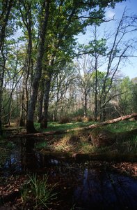 Italien, Latium-regionen, Circeo Nationalpark, dam ved biosfærereservatet