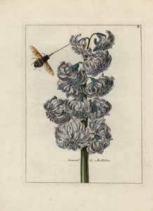 Jacint (eller hyacint), variete general af Maillebois, med en bi - Litografi tilskrevet Paul Theodor van Brussel (1754-1795), forfatter til omslagsbuketten, eller A.Bres., påvirket af Nicolas Robert (1614-1685), udgivet i "Nederlandsch Bloemwerk" (Dut af Unbekannter Künstler