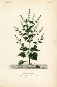 Jack-by-the-hedge eller hvidløg sennep, Alliaria petiolata, Alliaria officinalis, Alliaire officinale af Unbekannt