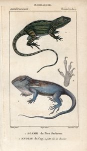 Jacky lashtail, Port Jackson agame, Amphibolurus muricatus, og Cape dwarf gecko, Cape anolis, Lygodactylus capensis. Håndkoloreret kobberstik fra Jussieus "Dictionary of Natural Sciences" 1816-1830. Bøgerne om fisk og krybdyr af Unbekannter Künstler