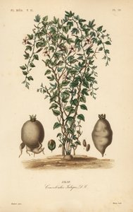 Jalap vin, Ipomoea jalapa, Convolvulus jalapa, Jalap af Unbekannt