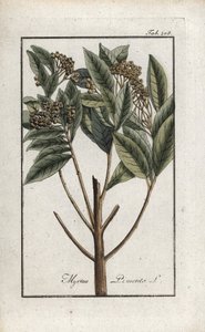 Jamaicansk peber eller fire krydderier eller giroflee-peber (Pimenta dioica). Litografi fra "Afbeelding der Artseny-Gewassen" af Johannes Zorn (1739-1799), Holland af Unbekannter Künstler