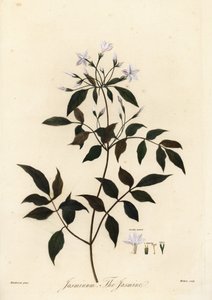 Jasmin, Jasminum officinale. 1805 (gravering) af Unbekannter Künstler