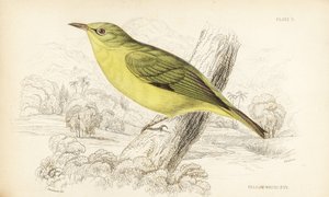 Javahvidøje, Zosterops flavus (Gul hvidøje, Zosterops flava). Håndkoloreret stålstik af William Lizars efter William Swainson fra Sir William Jardine