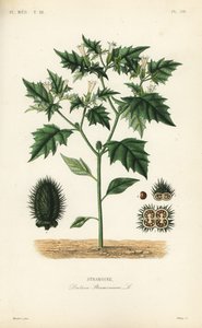 Jimsonweed eller djævlens snare, Datura stramonium, Stramoine af Unbekannt