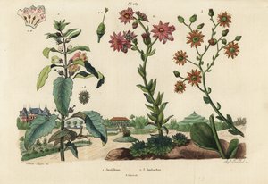 Josephine plante, Josephinia kejserinde 1 og stenurter, Crassula arter 2,3 af Unbekannt