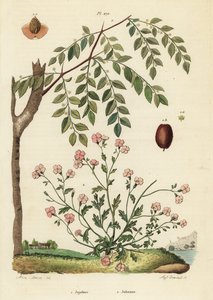 Jujube eller kinesisk daddel, Ziziphus jujuba 1, og Virginia stock, Malcolmia maritima 2 af Unbekannt
