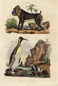 Kongepingvin, Aptenodytes patagonicus 1, og mandrill, Mandrillus sphinx, sårbar, 2 af Unbekannt