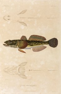 Knout goby, Sortehavet af Unbekannt