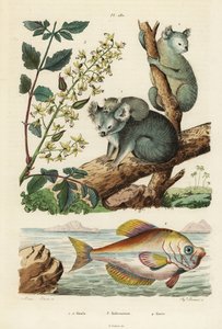 Koala, Phascolarctos cinereus 1,2, laktræ, Koelreuteria paniculata 3, og indisk pukkelhoved, Kurtus indicus 4. Koala, kolreuterie, kurte af Unbekannt