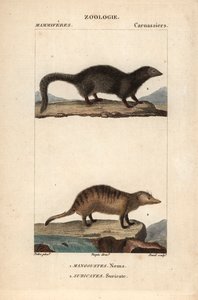 La mangouste et le suricate - Eau forte af Jean Gabriel Pretre (1780-1845), graveret af Carnonkel, til naturvidenskabelig ordbog: pattedyr af Frederic Cuvier, redigeret af Pierre Jean Francois Turpin (1775-1840), udgivet af F.G.Levrault, et parisisk forlag af Unbekannter Künstler