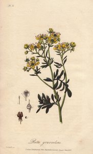 La rue des jardin ou rue fetide (Ruta graveolens) - Water forte af William Clarke til at illustrere "Botanique medicale, description des plantes medicinales de London, Edinburgh et Dublin" af John Stephenson og James Morss Churchill, udgivet i London af af Unbekannter Künstler