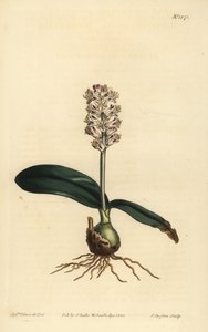 Lachenalia pallida (glansbladede lachenalia, Lachenalia lucida) af Unbekannt