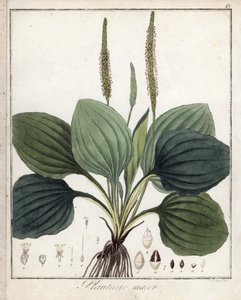 Stor Vejbred eller Vejbred Major (eller Fuglevejbred) - Litografi af F. Guimpel, ekstraheret fra medicinsk botanik af Friedrich Gottlob Haynes (1763-1832), Berlin af Unbekannter Künstler