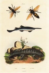 Stortandsavfisk, skind og hvepse. af Unbekannter Künstler