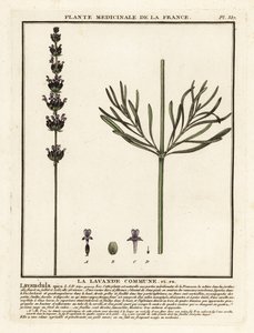 Lavendel, Lavandula angustifolia. af Unbekannter Künstler