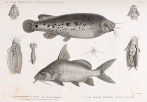 The Electric Malapterure & The Synodont Pimelode af Unbekannt