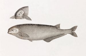 Behbeyts Mormyra af Unbekannt