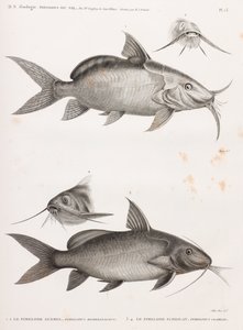 Le Pimedlode Guemel & Le Pimelode Scheilan af Unbekannt