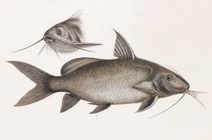 Le Pimelode Scheilan af Unbekannt