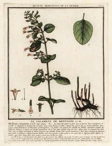 Mindre calamint, Clinopodium nepeta. af Unbekannter Künstler