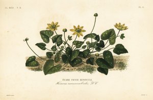 Lille svalurt eller pileurt, Ficaire verna, Ficaria ranunculoides, Ficaire fauss renoncule af Unbekannt