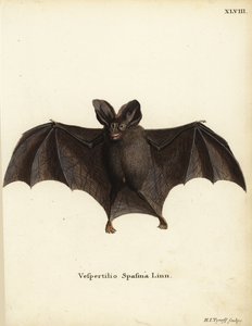 Lille falsk vampyrflagermus, Megaderma spasma. Vespertilio spasma Linn. Håndkoloreret kobberstik af Hermann Jakob Tyroff fra Johann Christian Daniel Schreber