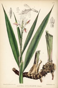 Lille galangal, Alpinia officinarum. Håndkoloreret litografi af Hanhart efter en botanisk illustration af David Blair fra Robert Bentley og Henry Trimen