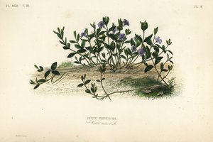 Lille periwinkle, Vinca minor, Petite pervenche af Unbekannt