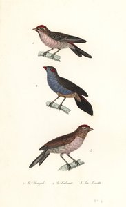 Mindre rødbarke, rødkindet cordonbleu og almindelig linnet. af Unbekannter Künstler