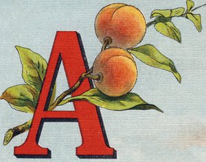 Bogstav A: abrikos. Indgravering i "Alphabet de ma petite fille". Bernardin-Bechet og Fils, boghandler-forlag, Paris, omkring 1895. Ubrydeligt album på lærred. Bibliotheque des Bebes. 12 sider. Album indeholdende en læsemetode og en illustrativ abeced af Unbekannt