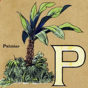 Bogstavet P som palmetræ. Illustreret alfabet. Billeder genforenet i Jarville-Nancy, begyndelsen af det 20. århundrede. Mål: 40 x 29 cm. Litografi på bistre baggrund af Unbekannt