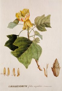 Liriodendron tulipifera/Tulipier/Tulipantræ af Unbekannt