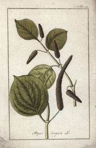Langt peberfad (Piper longum). Litografi fra "Afbeelding der Artseny-Gewassen" af Johannes Zorn (1739-1799), Holland af Unbekannter Künstler