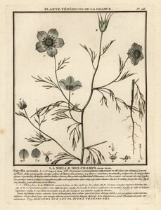 Kærlighed-i-en-tåge. Nigella arvensis. af Unbekannter Künstler