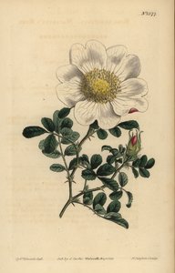 Macartneys rose, Rosa bracteata af Unbekannt