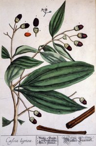 Malabar kanelplante af Unbekannter Künstler
